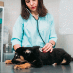 Planos de Saúde Health For Pet