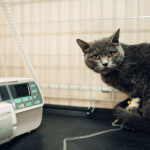 Leucemia Felina: Entenda Tudo Sobre a Felv