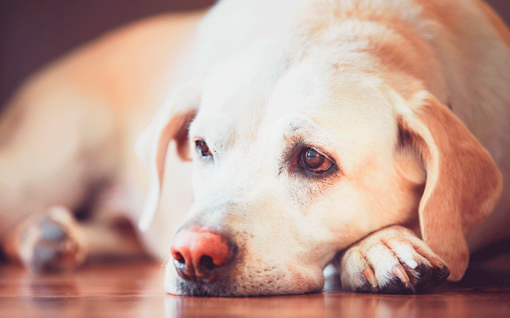 Saiba Como Identificar Vermes no seu Pet