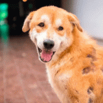 Entenda Tudo Sobre a Alopecia em Cães