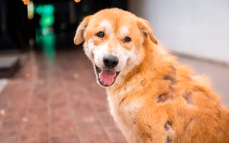 Entenda Tudo Sobre a Alopecia em Cães