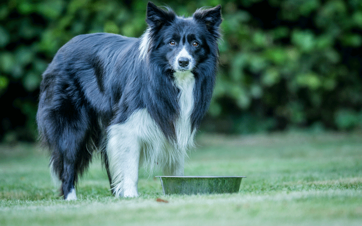 A Importância dos Tipos de Ração em Cada Fase do Seu Cachorro