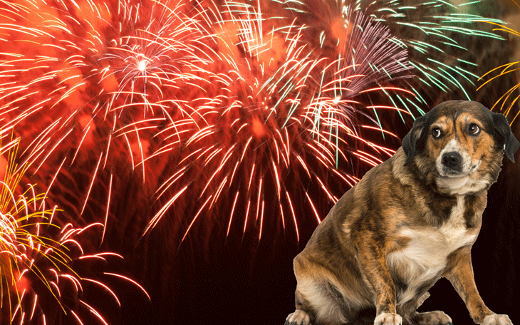 Entenda Porque os Fogos de Artifício Assustam seu Pet