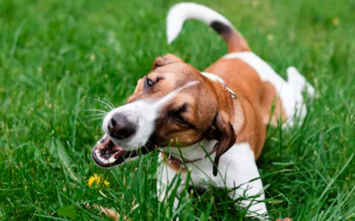 Entenda Porque os Cachorros Comem Grama