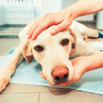 A Partir de Qual Idade a Castração Pode Ser Perigosa?