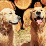 Entenda as Fases do Cio