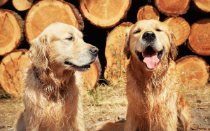 Entenda as Fases do Cio