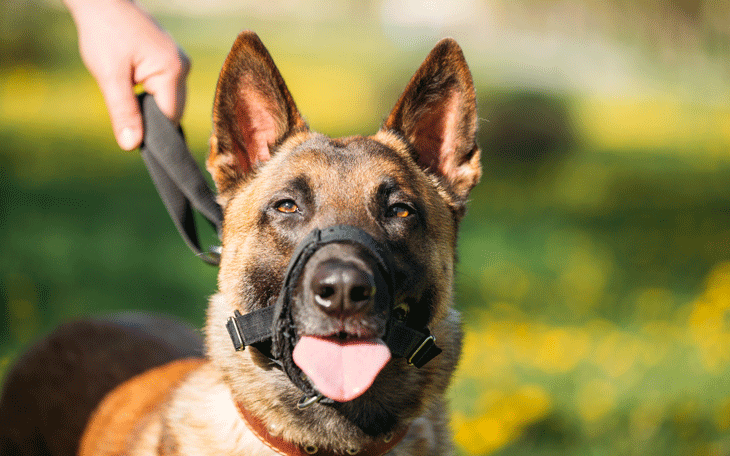 Conheça os Tipos de Focinheira e Saiba Quando é Necessário Utilizar