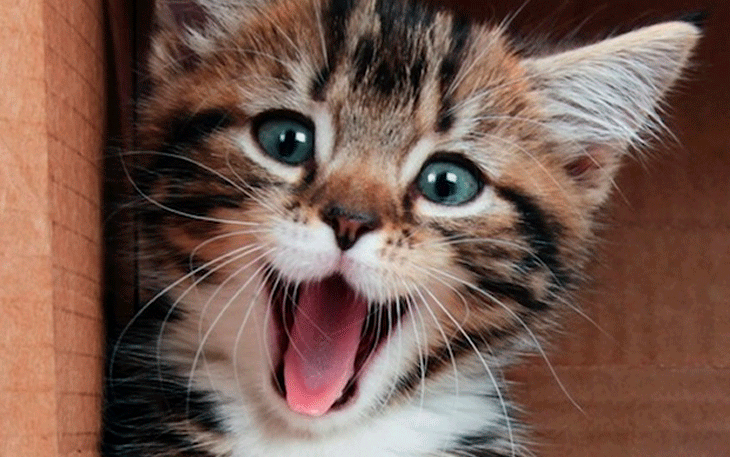 Saiba Como Identificar o Comportamento de Gatos Felizes