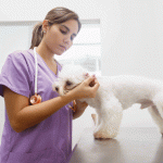 Saiba Como Limpar as Orelhas do seu Pet