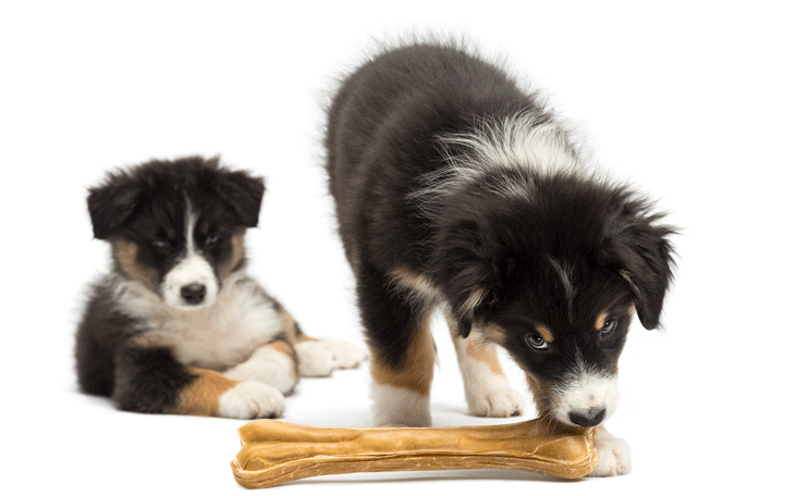 Alimentação: Conheça os Melhores Ossos Para Cães