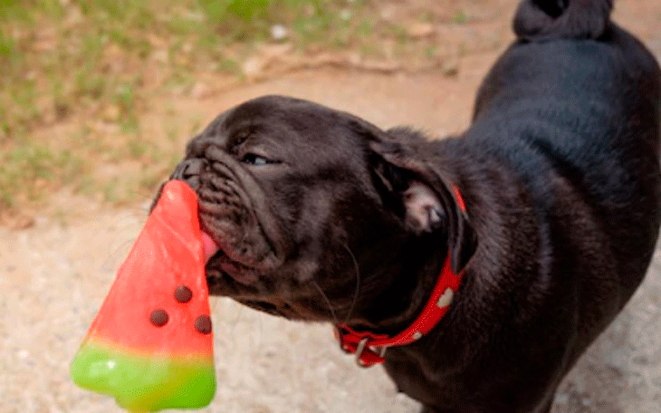 Receitas de Picolé para Cachorro