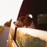 Quais os Cuidados no Momento de Viajar com Animais?