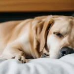 Cachorros sonham? Descubra o que pesquisas dizem sobre o sono dos pets