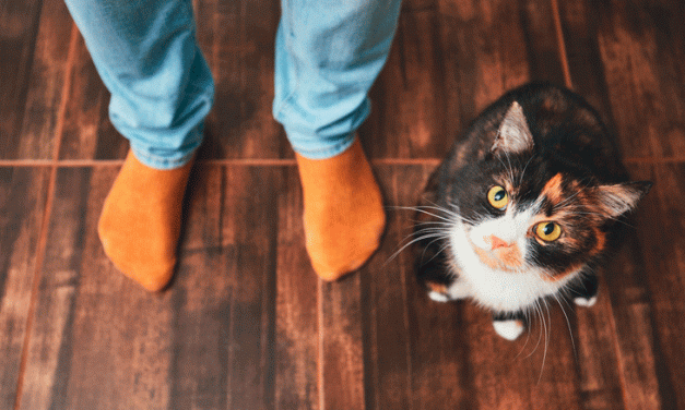 Saiba Como Adestrar Seu Gato em 10 Passos