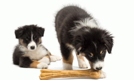 Alimentação: Conheça os Melhores Ossos Para Cães