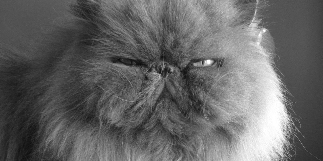 Gato Persa: 5 coisas que você precisa saber sobre os gatos da raça persa