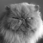 Gato Persa: 5 coisas que você precisa saber sobre os gatos da raça persa