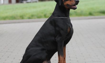 Os 5 Cachorros de raças alemãs mais famosos no Brasil