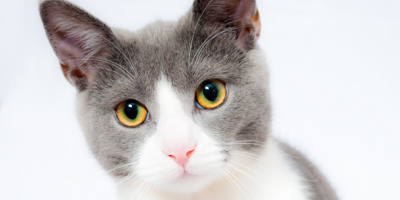 Gatos fofos: conheça as 13 raças de gatos mais fofos