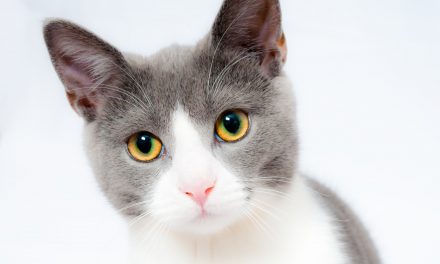 Gatos fofos: conheça as 13 raças de gatos mais fofos