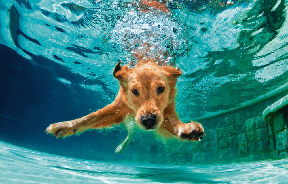 Todo cachorro sabe nadar? Descubra aqui!