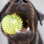 5 Dicas Para Melhorar o Mau Hálito do Cachorro