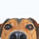 Vacina para Cachorro – Entenda quais são as mais importantes