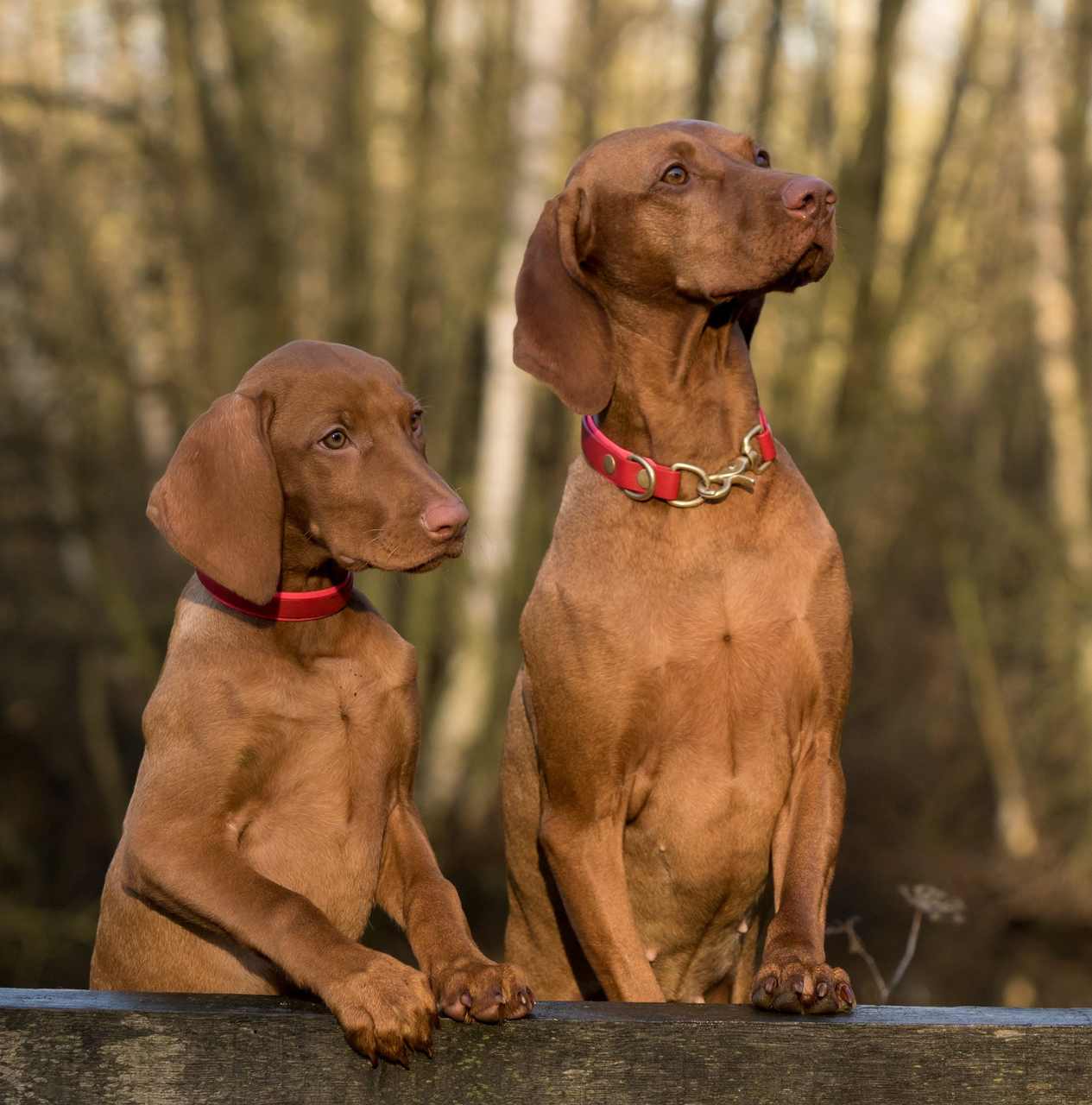 Cachorros fofos: conheça as 3 raças de cachorros mais fofos