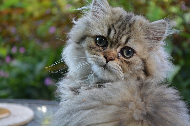 Gato Persa: 6 coisas que você precisa saber sobre os gatos da raça persa
